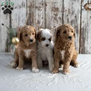 Gerald, Mini Goldendoodle Puppy